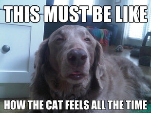 10 Dog