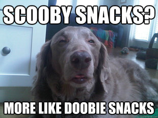 10 Dog