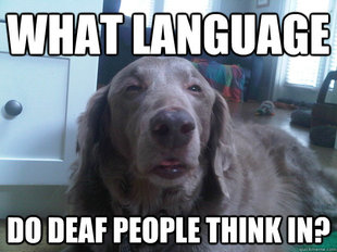 10 Dog