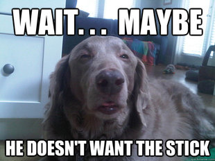10 Dog