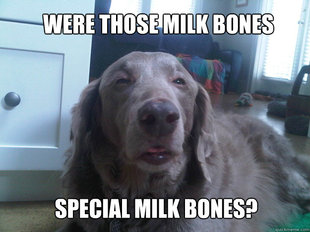 10 Dog