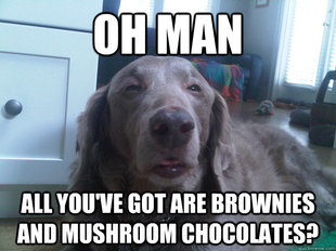 10 Dog