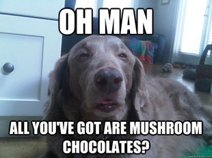10 Dog