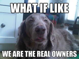 10 Dog