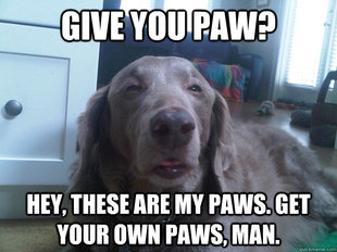 10 Dog