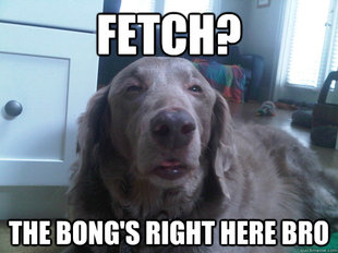 10 Dog