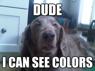 10 Dog
