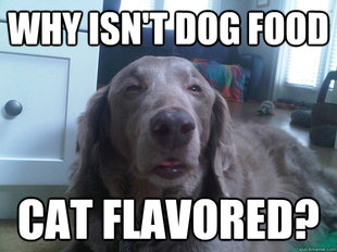 10 Dog