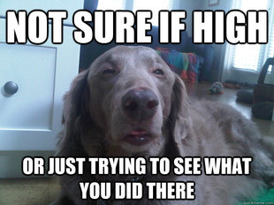 10 Dog