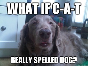 10 Dog