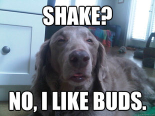 10 Dog