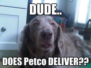 10 Dog