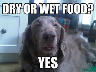 10 Dog