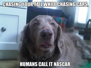 10 Dog