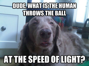 10 Dog