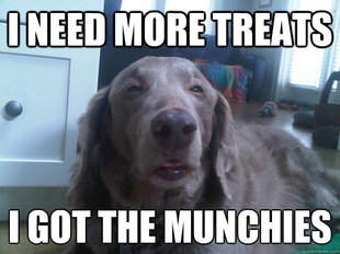 10 Dog