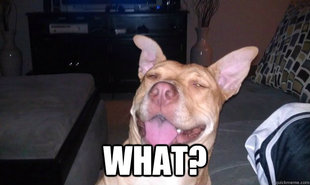 10 Dog