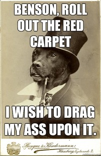 Old Money Dog