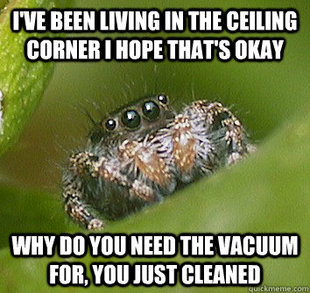 Misunderstood Spider