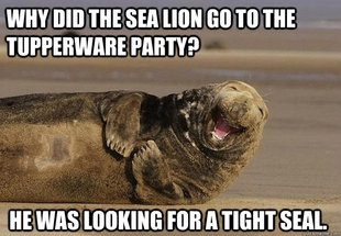 Sea Lion Brian