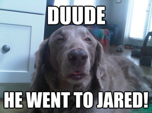 10 Dog