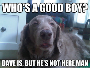 10 Dog