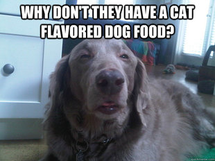 10 Dog