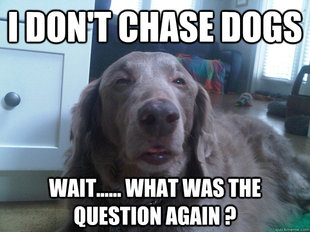 10 Dog