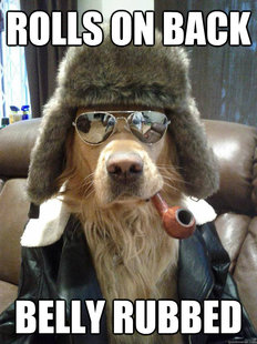 Overly Suave Dog