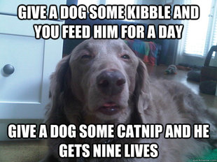 10 Dog