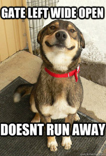 Good Dog Greg