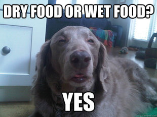10 Dog