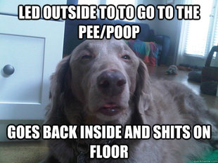 10 Dog