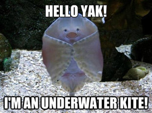 friendly stingray