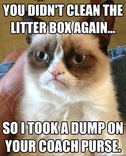 Grumpy cat