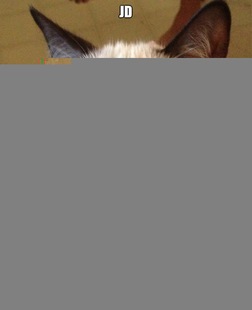 Grumpy cat