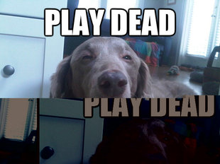 10 Dog