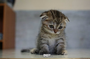 Sad Kitten