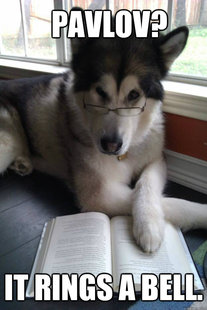 Condescending Literary Pun Dog