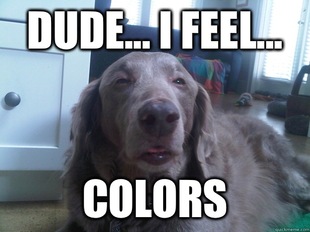 10 Dog