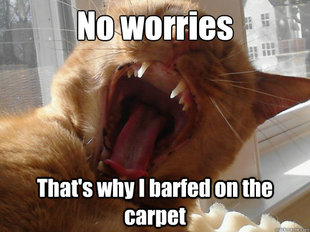 Insanity Kitty
