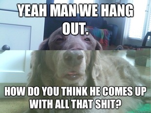 10 Dog