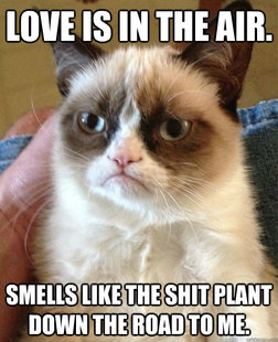 Grumpy cat