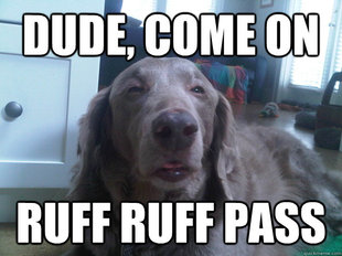 10 Dog