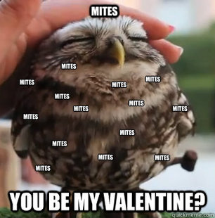 cute owl