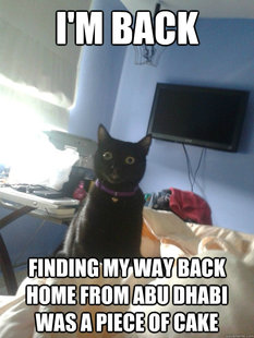 overly attached cat