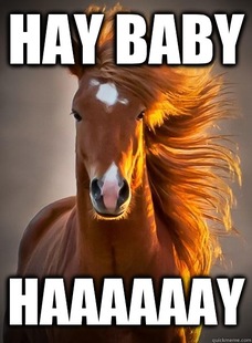 Ridiculously Photogenic Horse