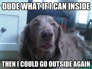 10 Dog