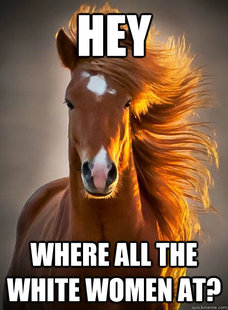 Ridiculously Photogenic Horse