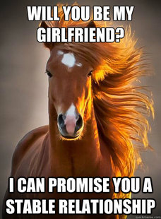 Ridiculously Photogenic Horse